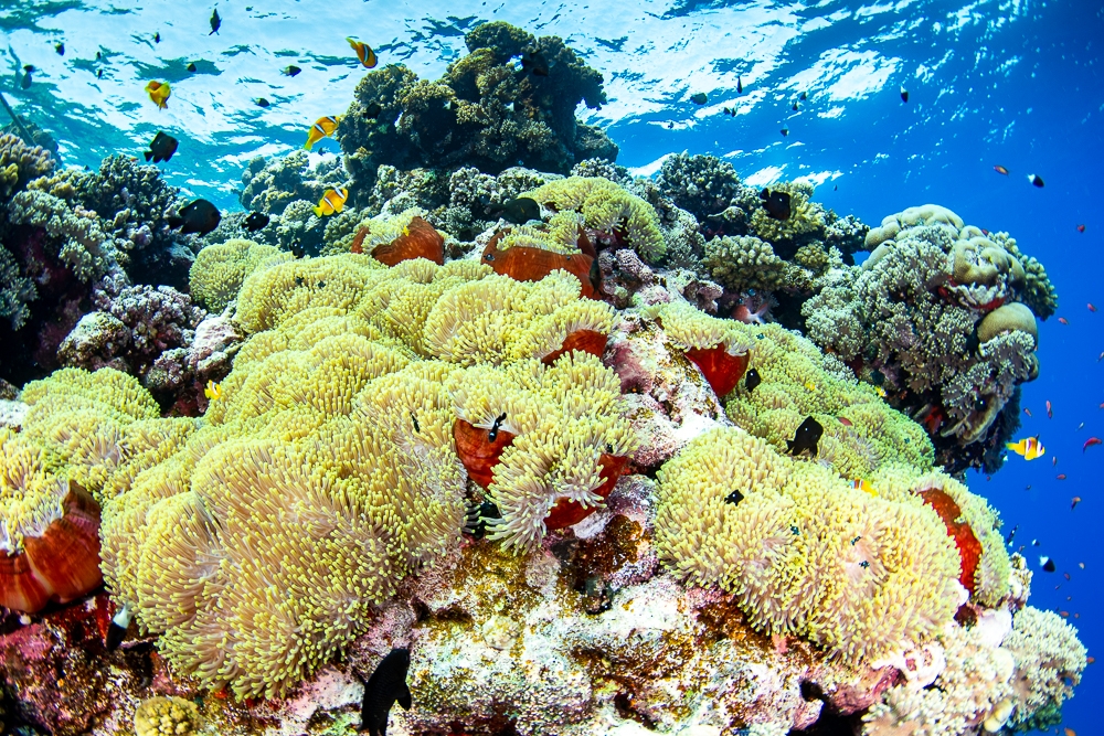 Magnificent Anemones & Red Sea anemonefishes