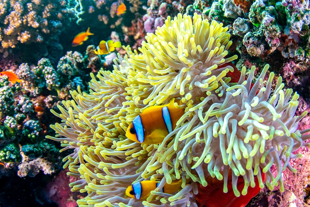 Magnificent Anemones & Red Sea anemonefishes