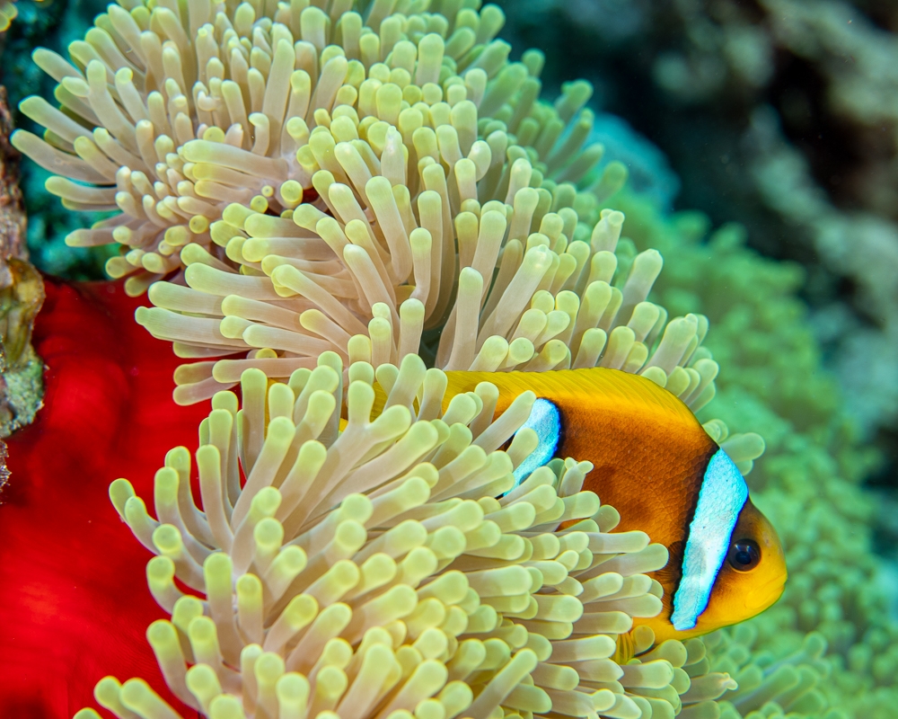 Magnificent Anemones & Red Sea anemonefishes