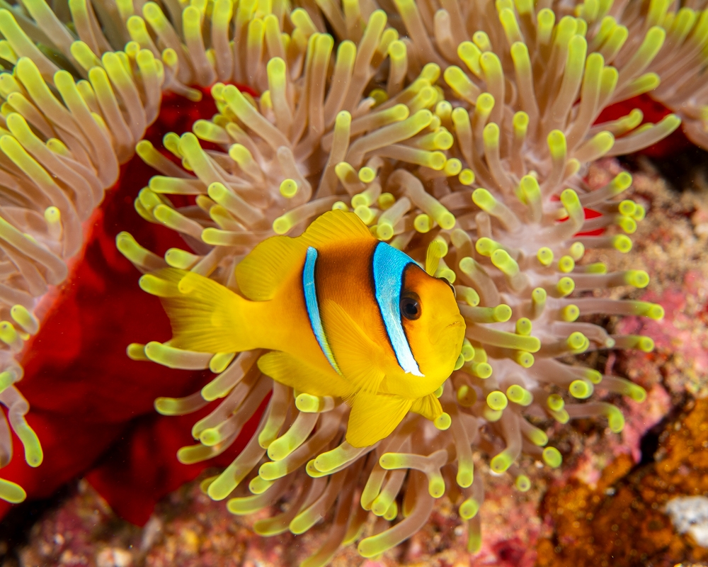 Magnificent Anemones & Red Sea anemonefishes
