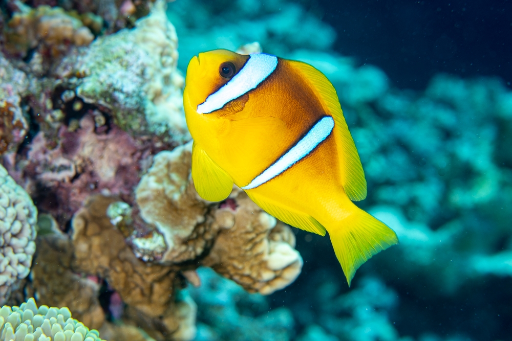 Magnificent Anemones & Red Sea anemonefishes