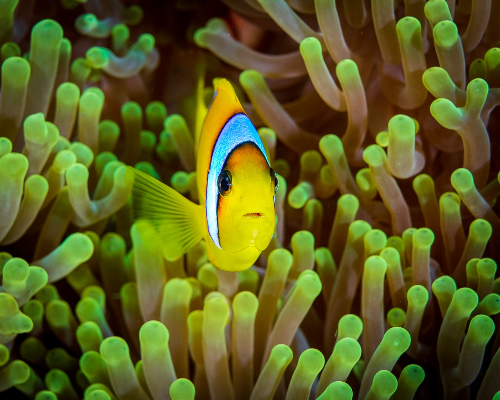 Magnificent Anemones & Red Sea anemonefishes