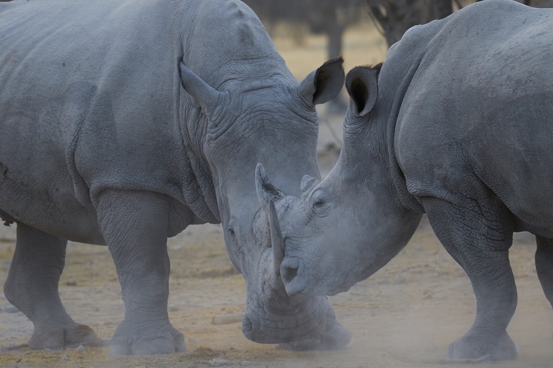Rhino Duel
