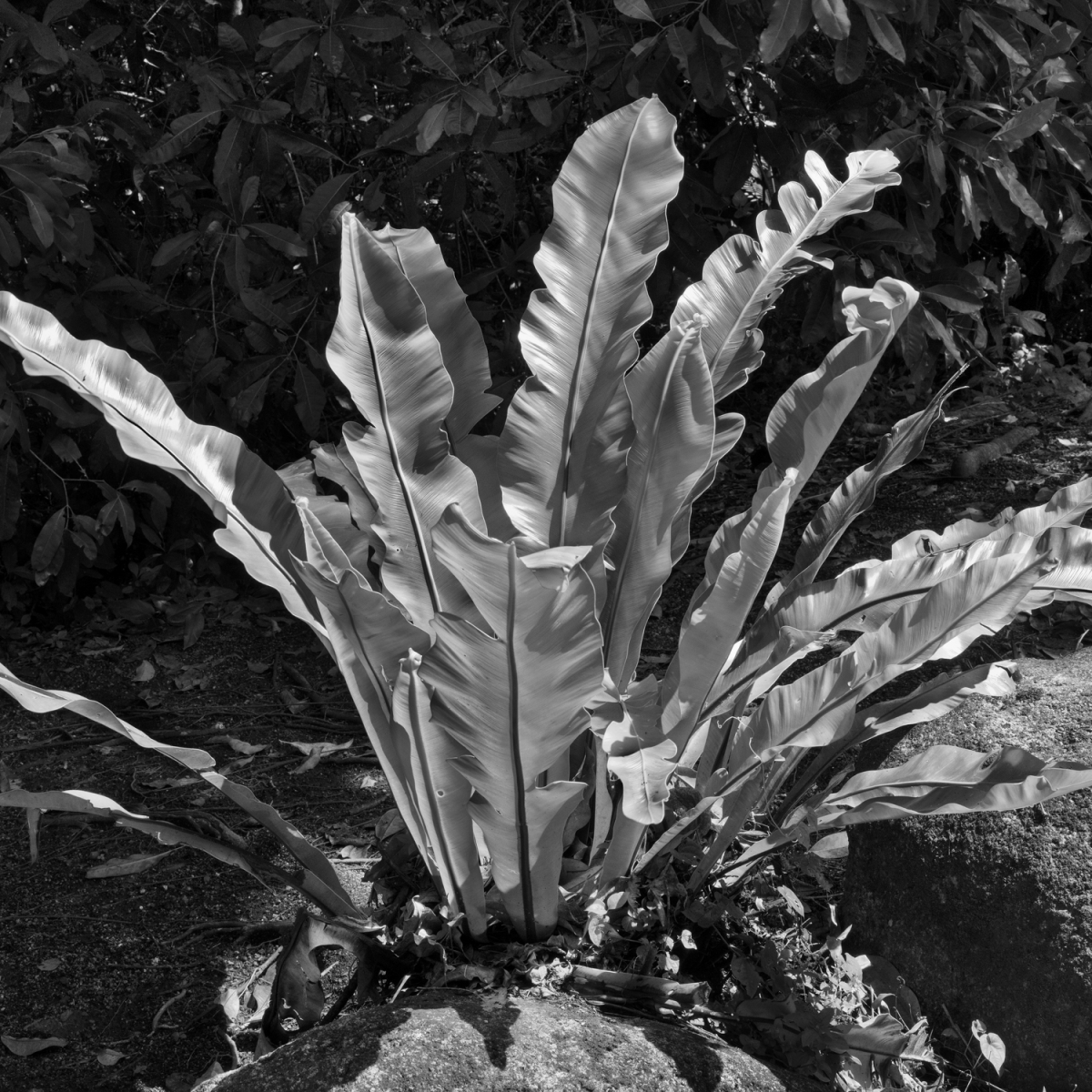 Daintree Rainforest