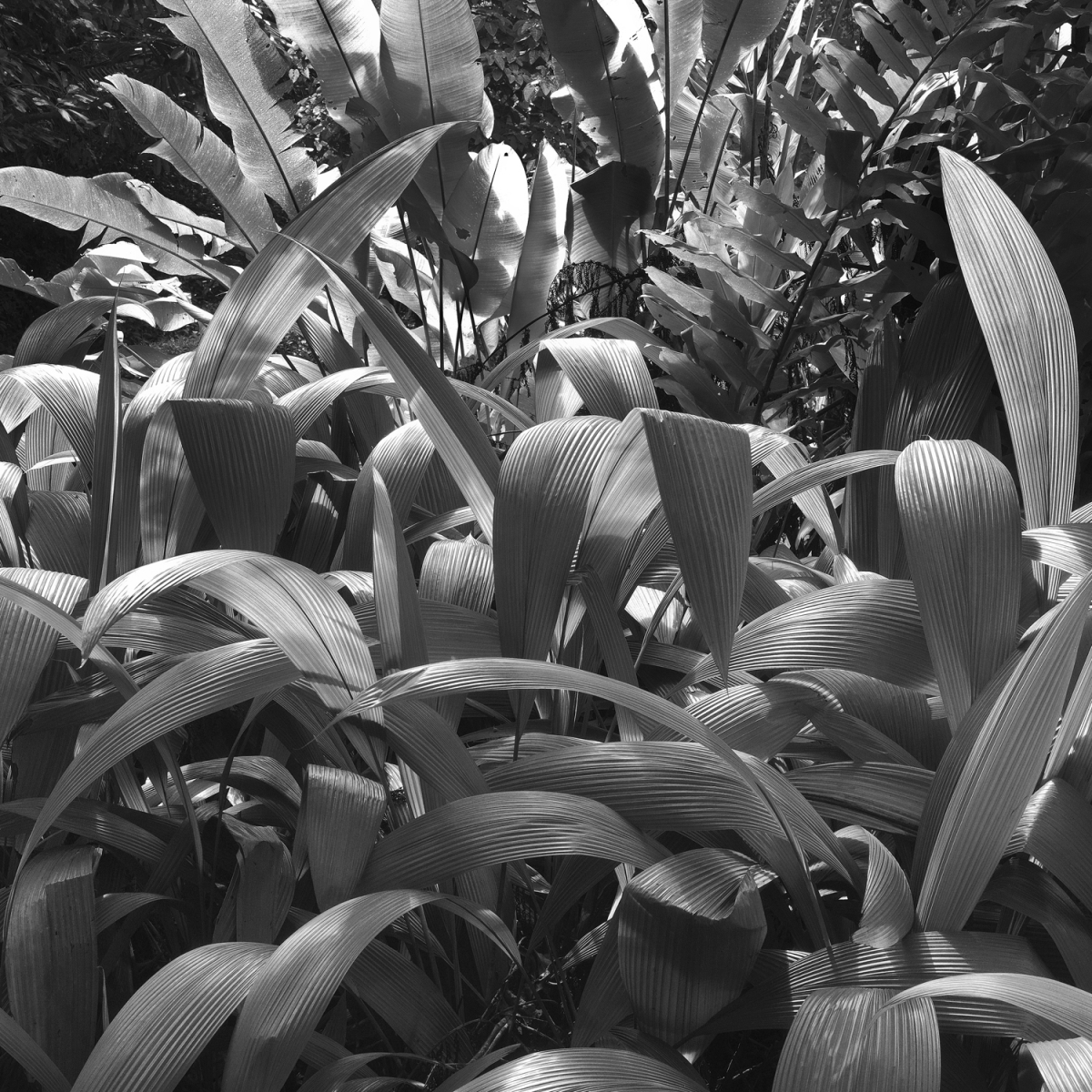 Daintree Rainforest