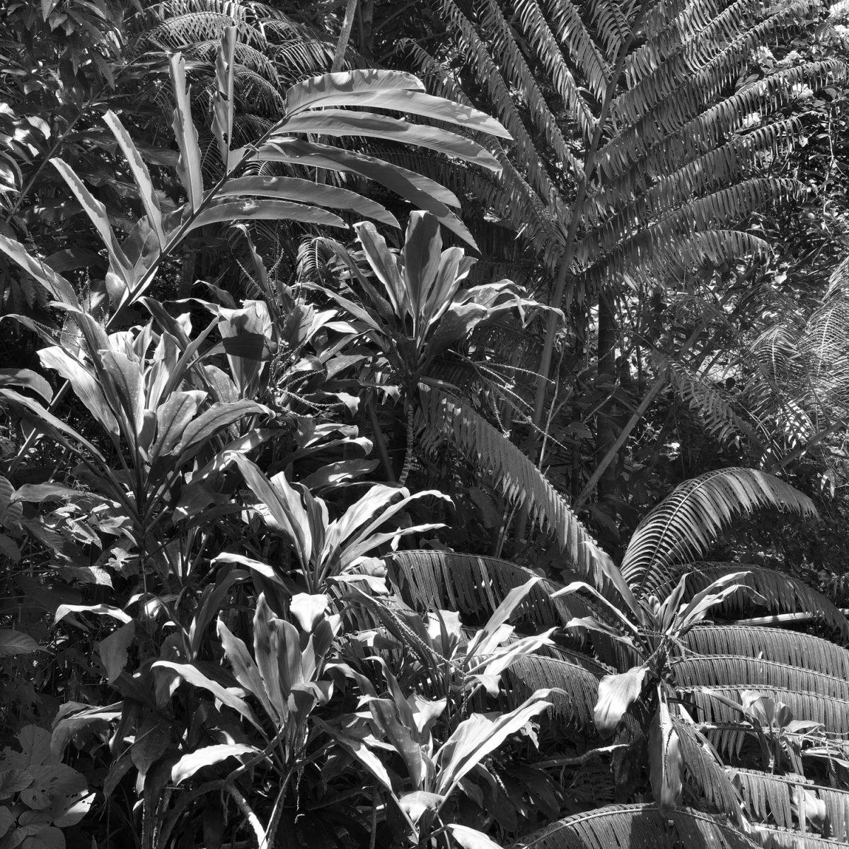Daintree Rainforest