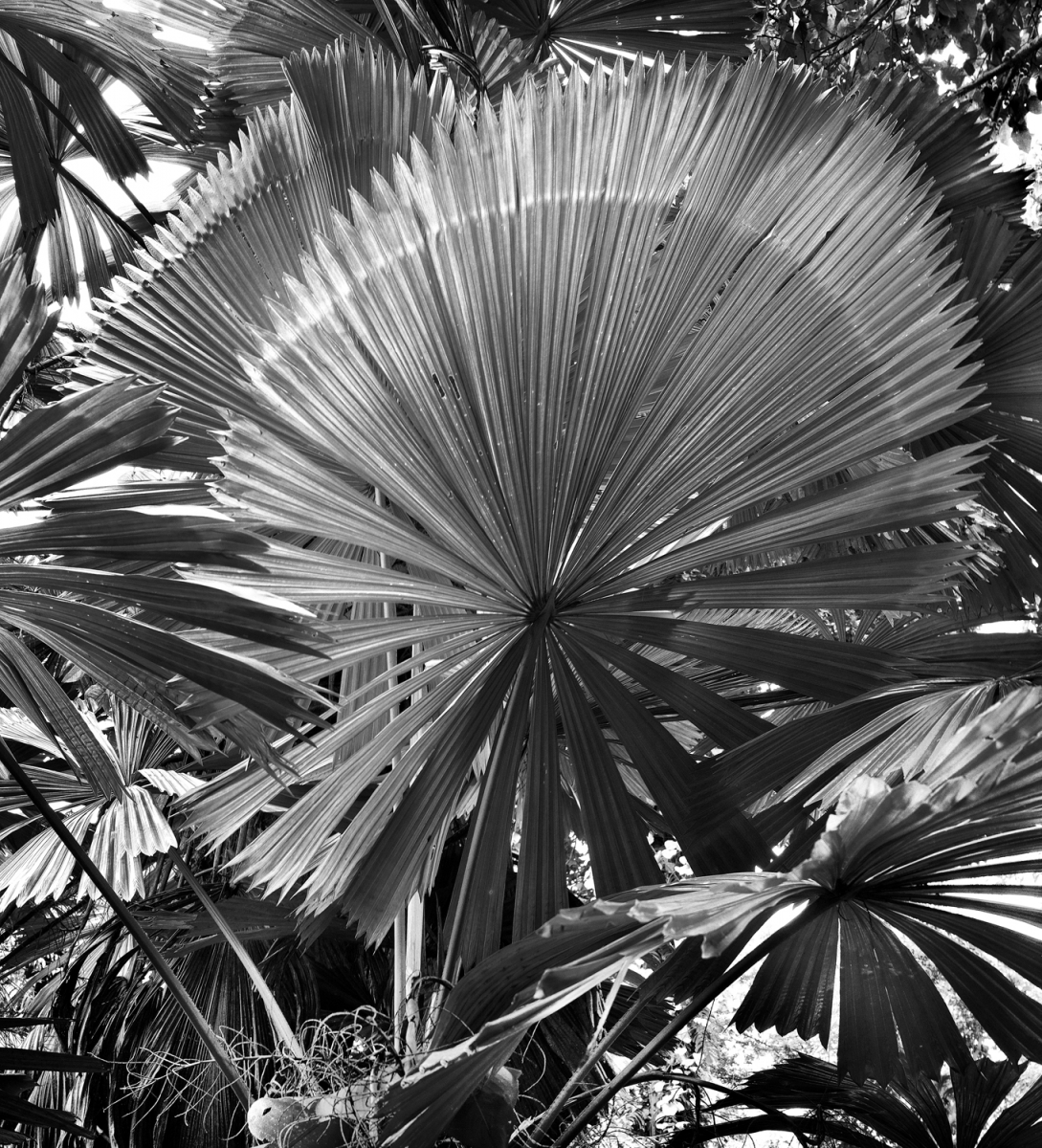 Daintree Rainforest