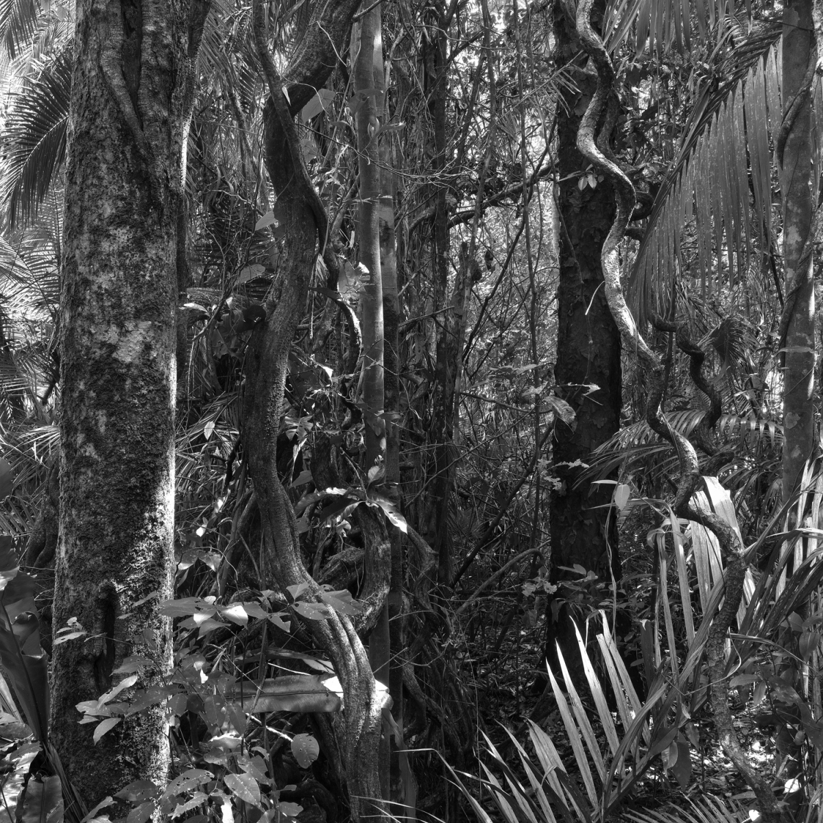 Daintree Rainforest