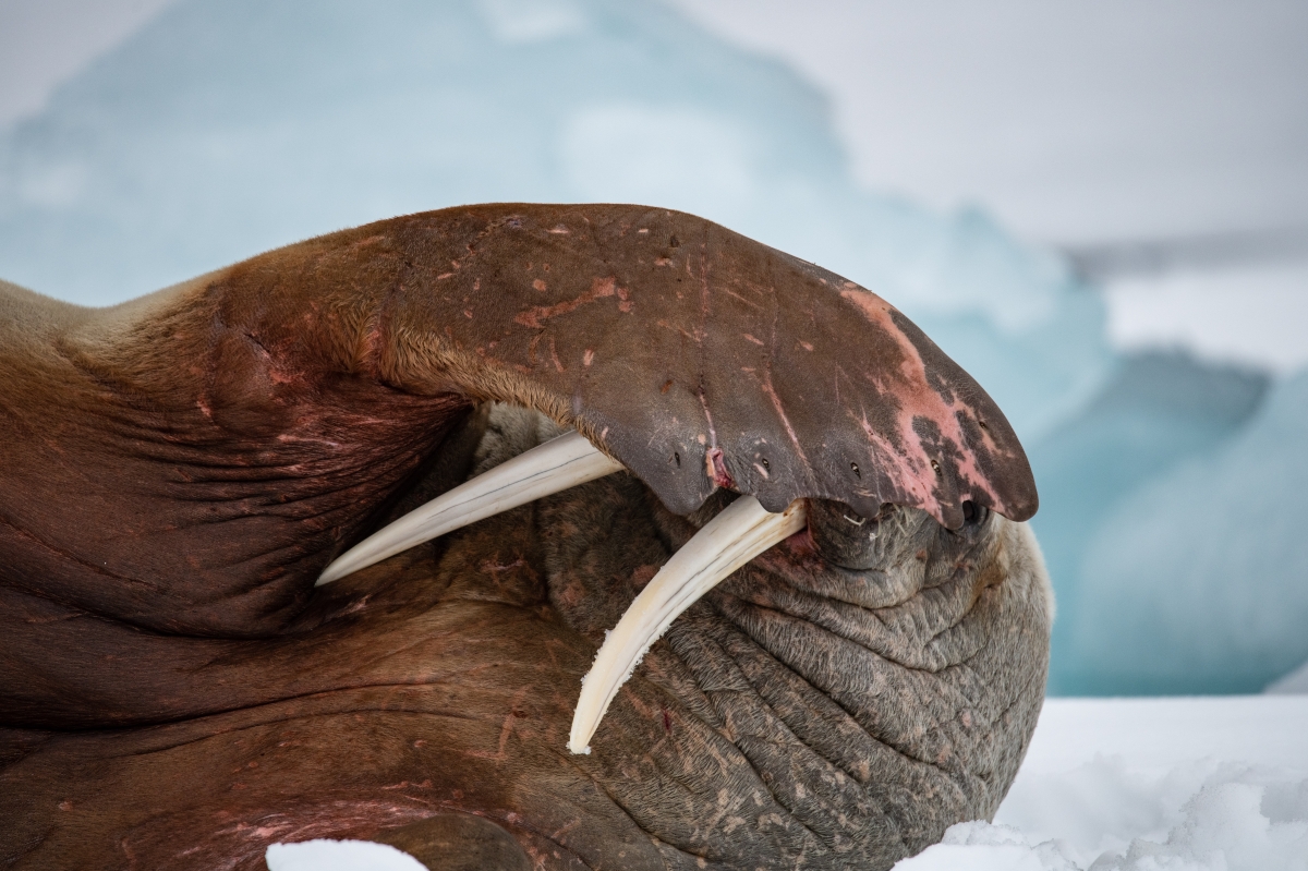 Hide-and-seek walrus