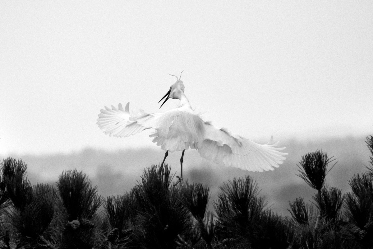Wind under the Wings 