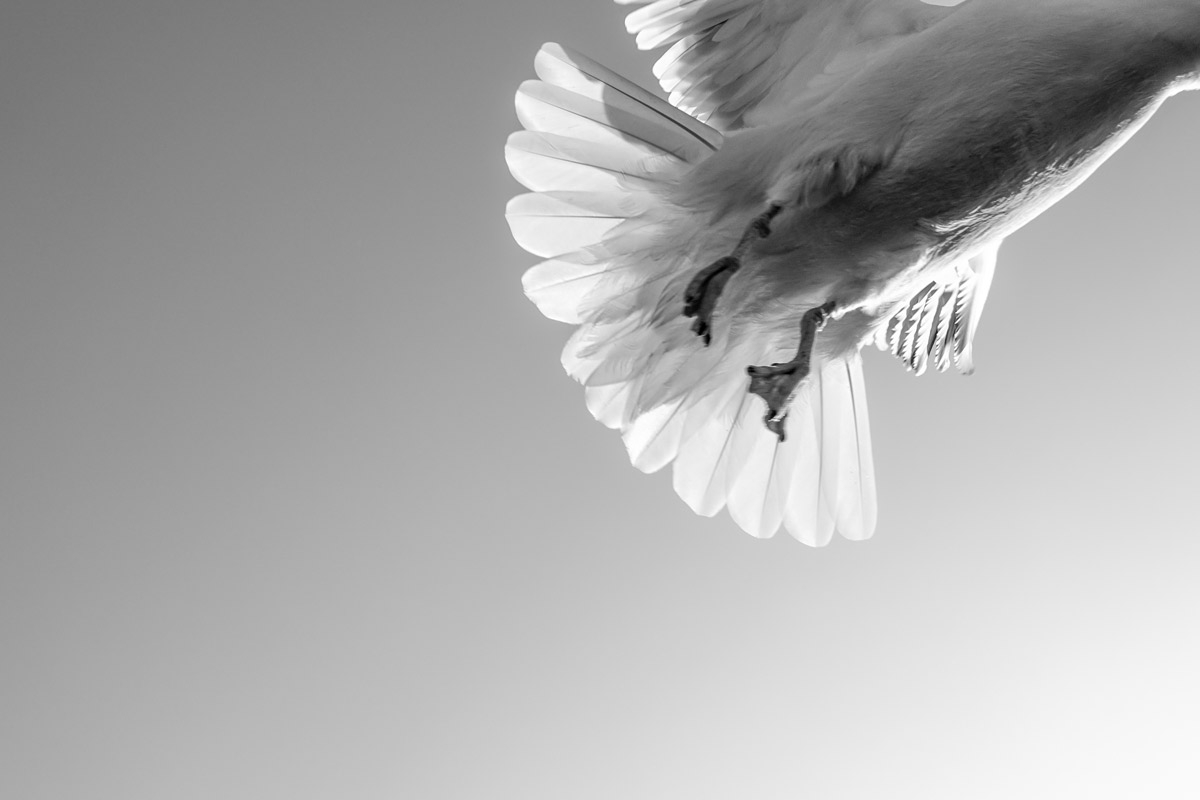 Wind under the Wings 