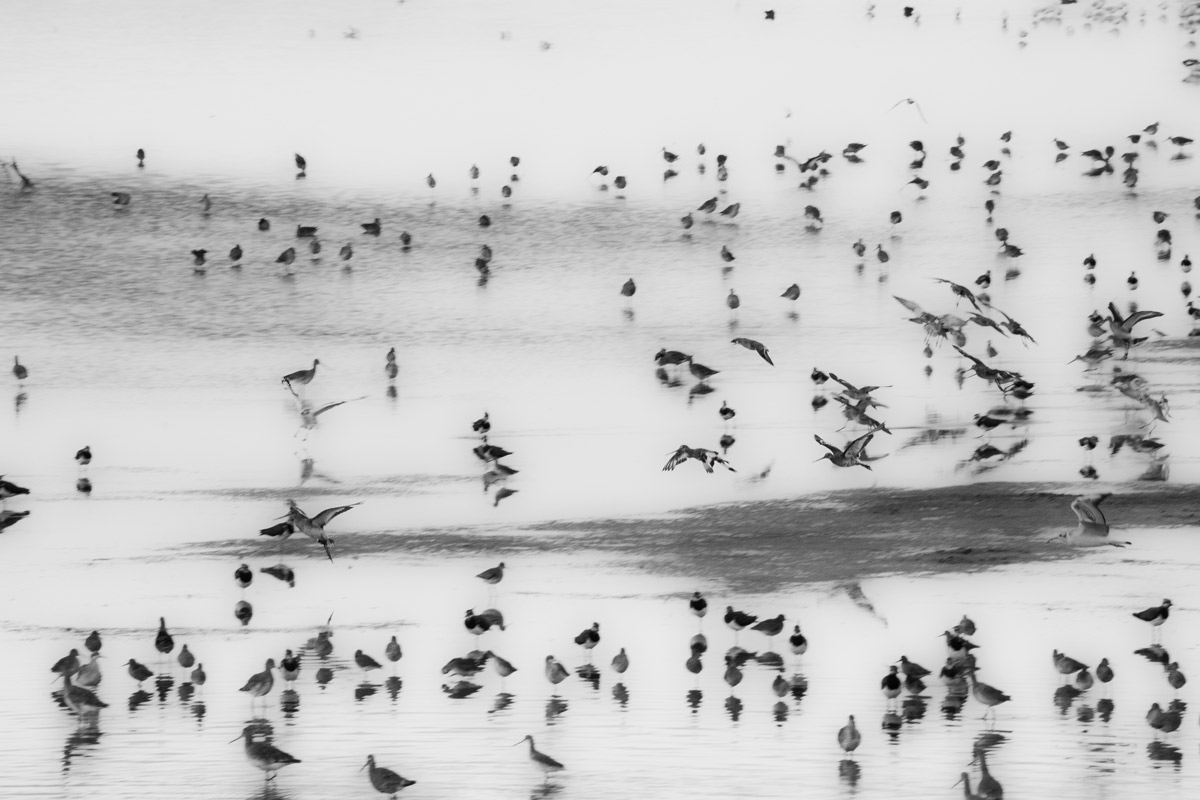 Wind under the Wings 