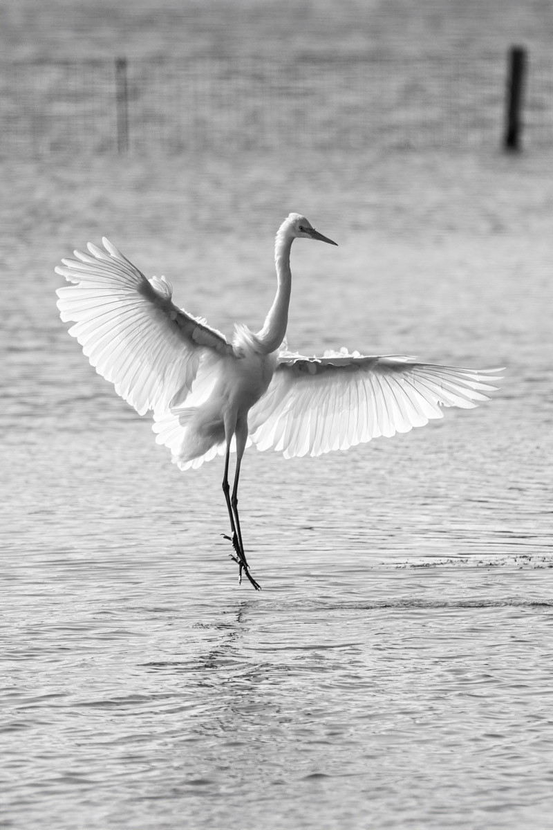 Wind under the Wings 