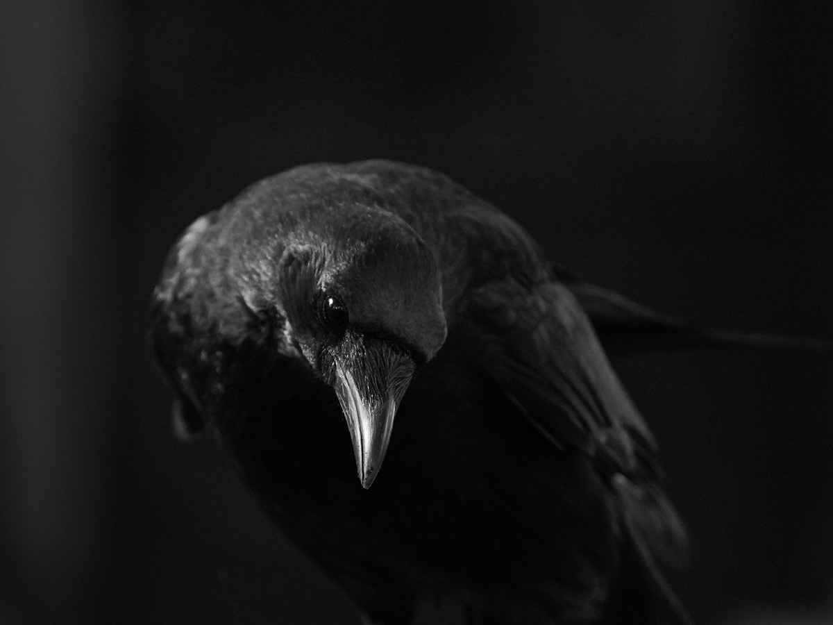 Wind under the Wings 