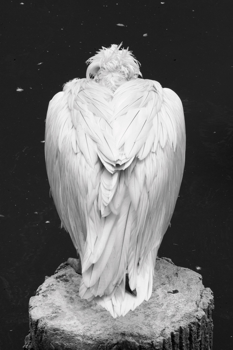 Wind under the Wings 