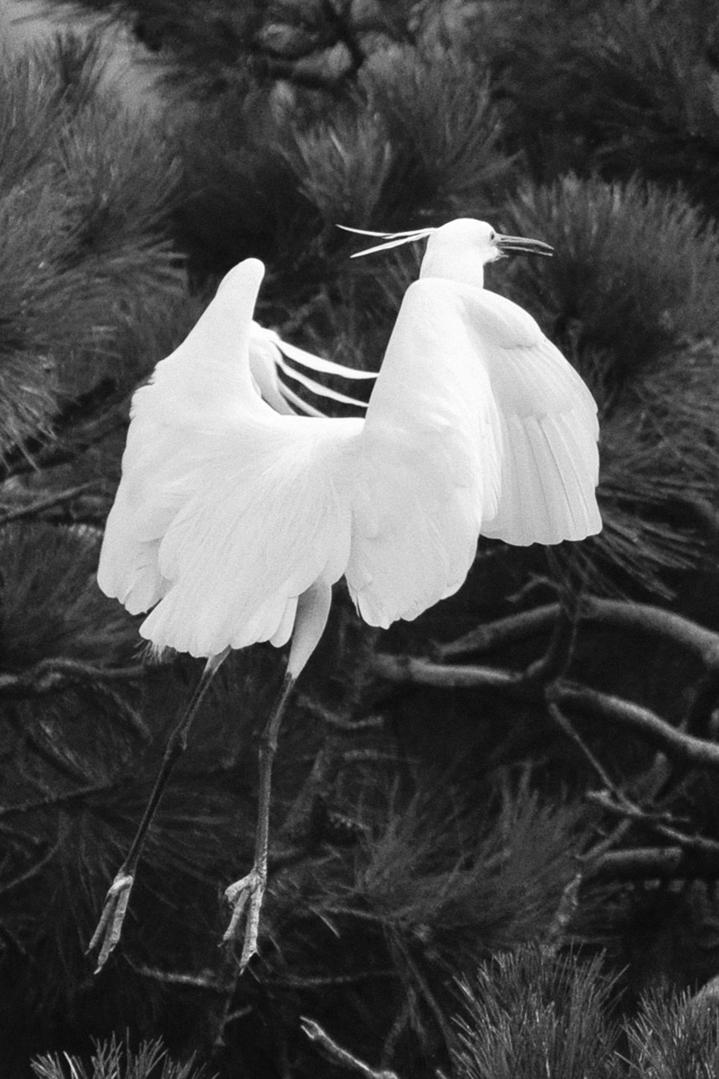 Wind under the Wings 