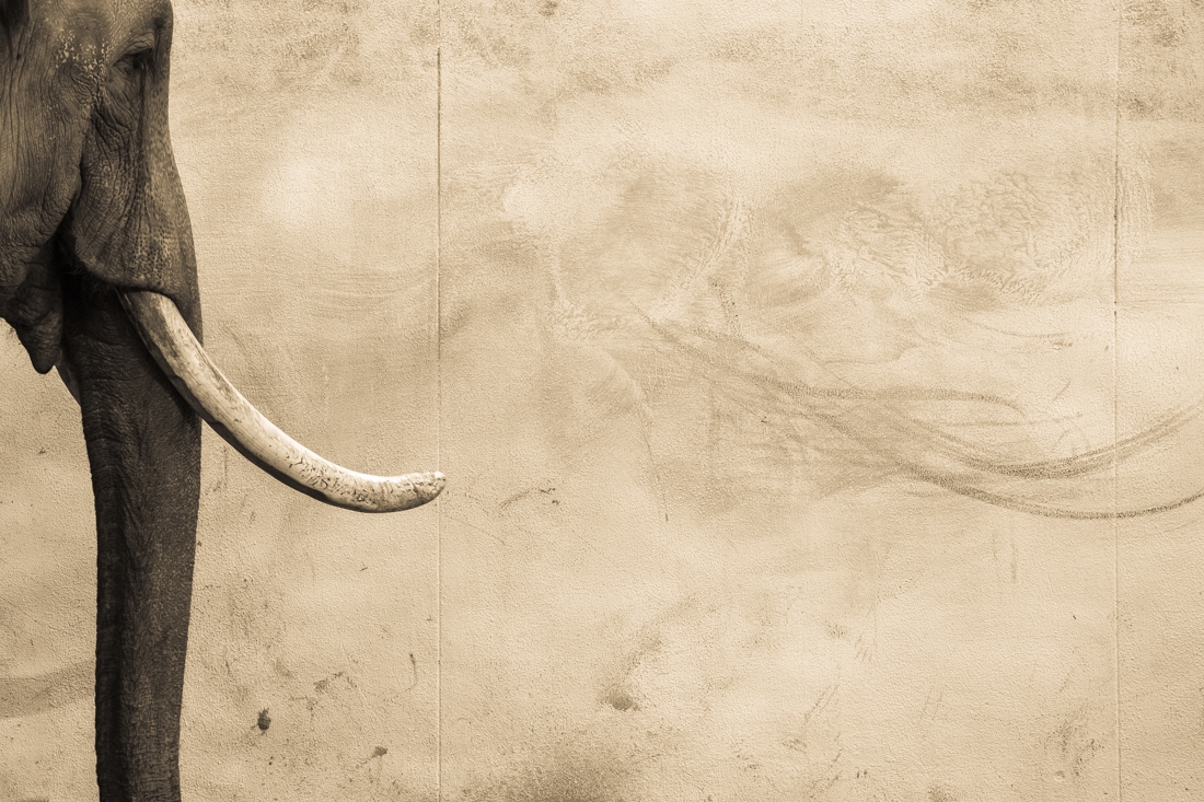 Ancient Scars