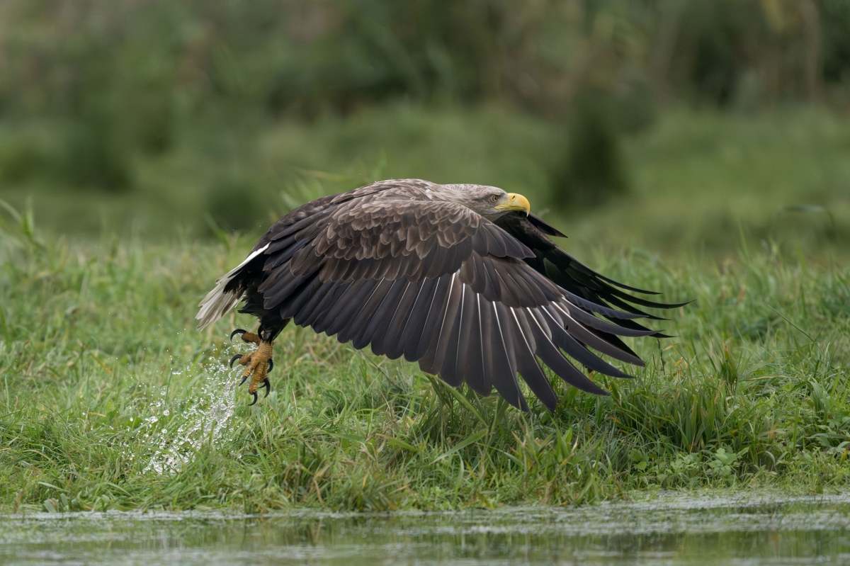 The Eagle