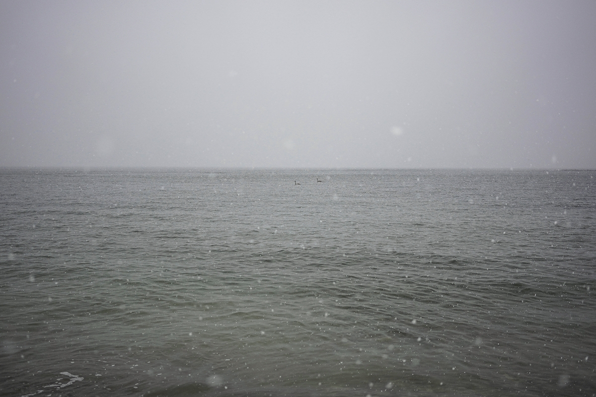 Swans in the Baltic Sea