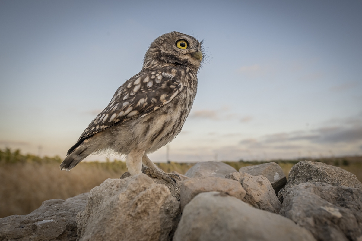 Little owls
