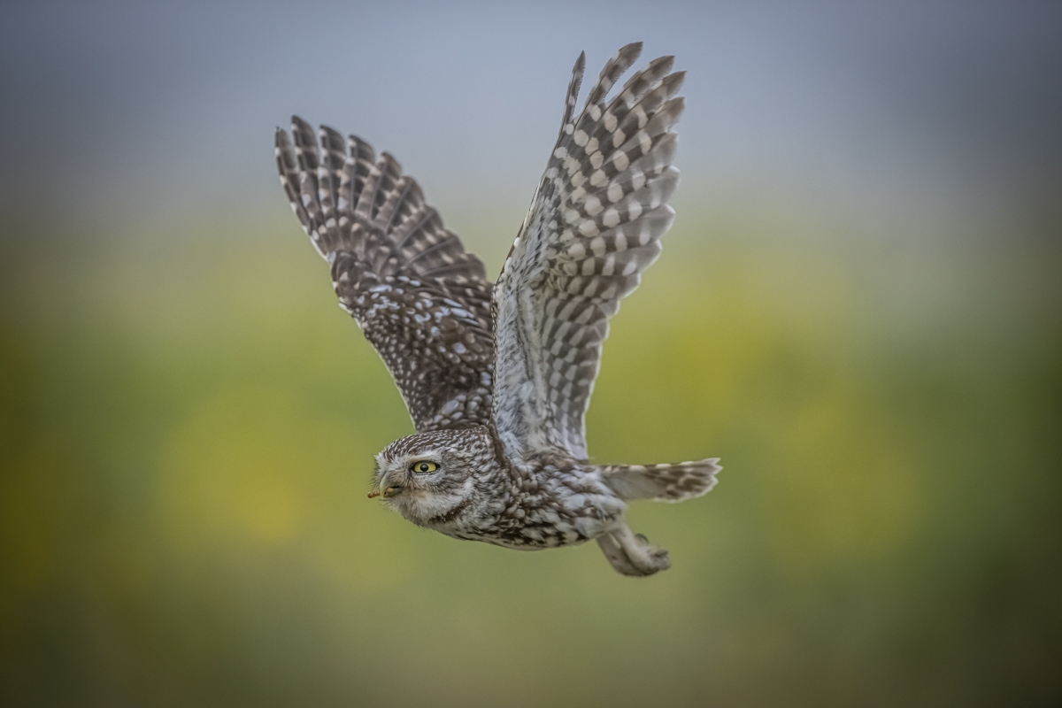 Little owls