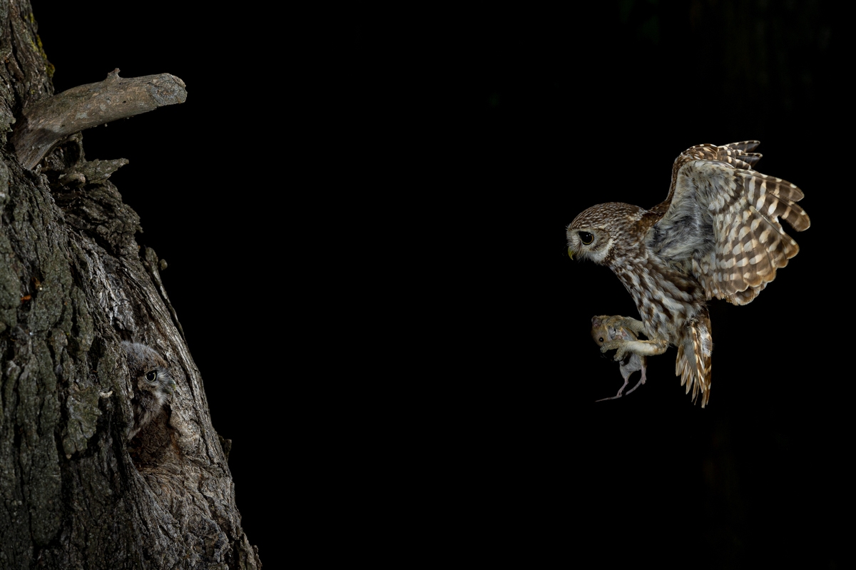 Little owls