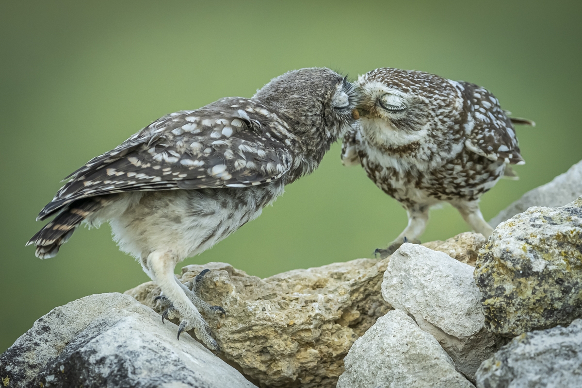 Little owls