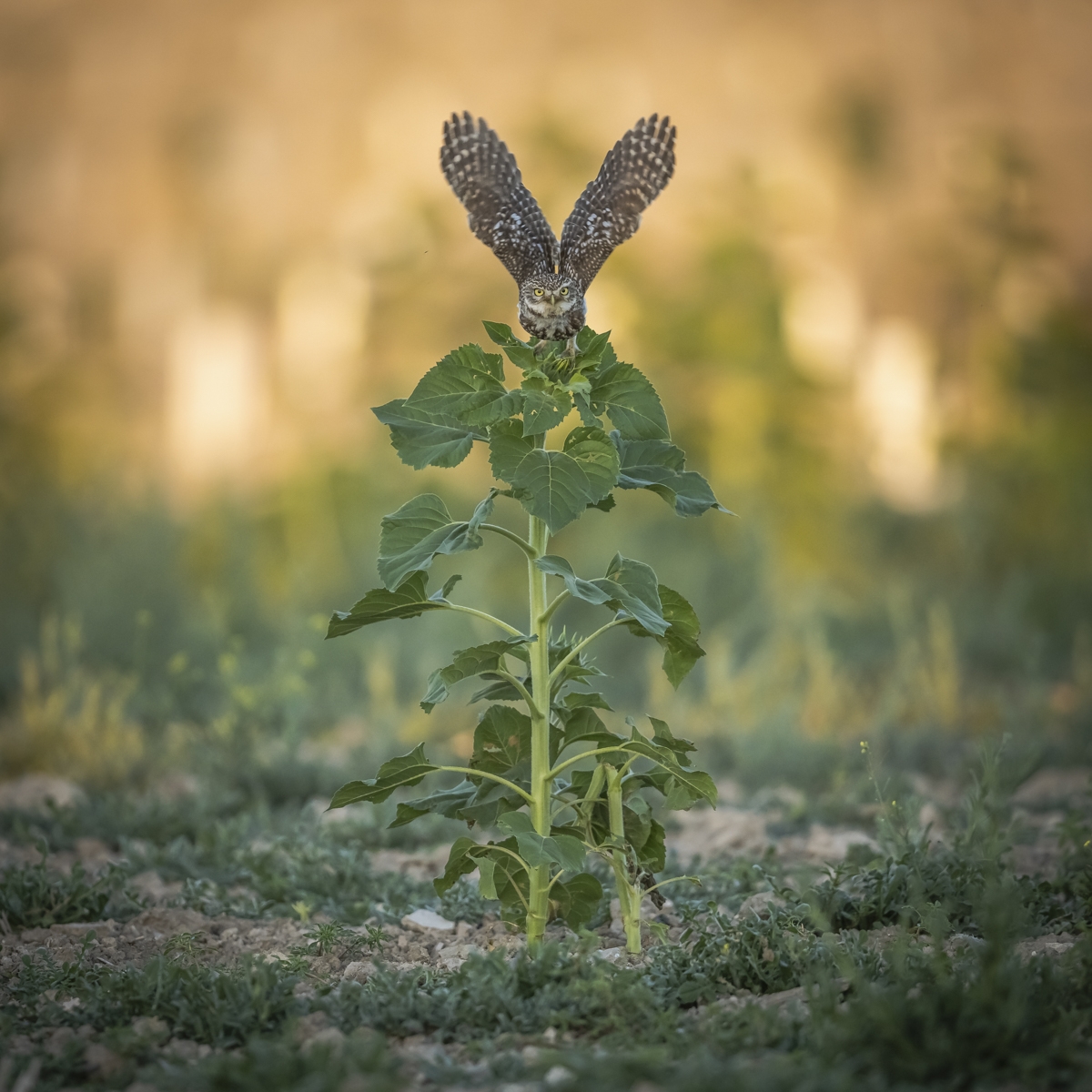 Little owls