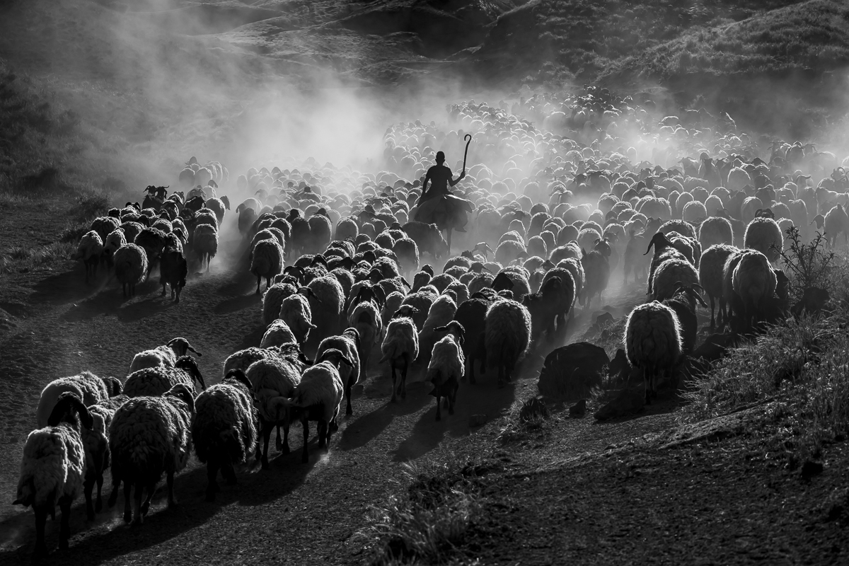 Flock of Sheep