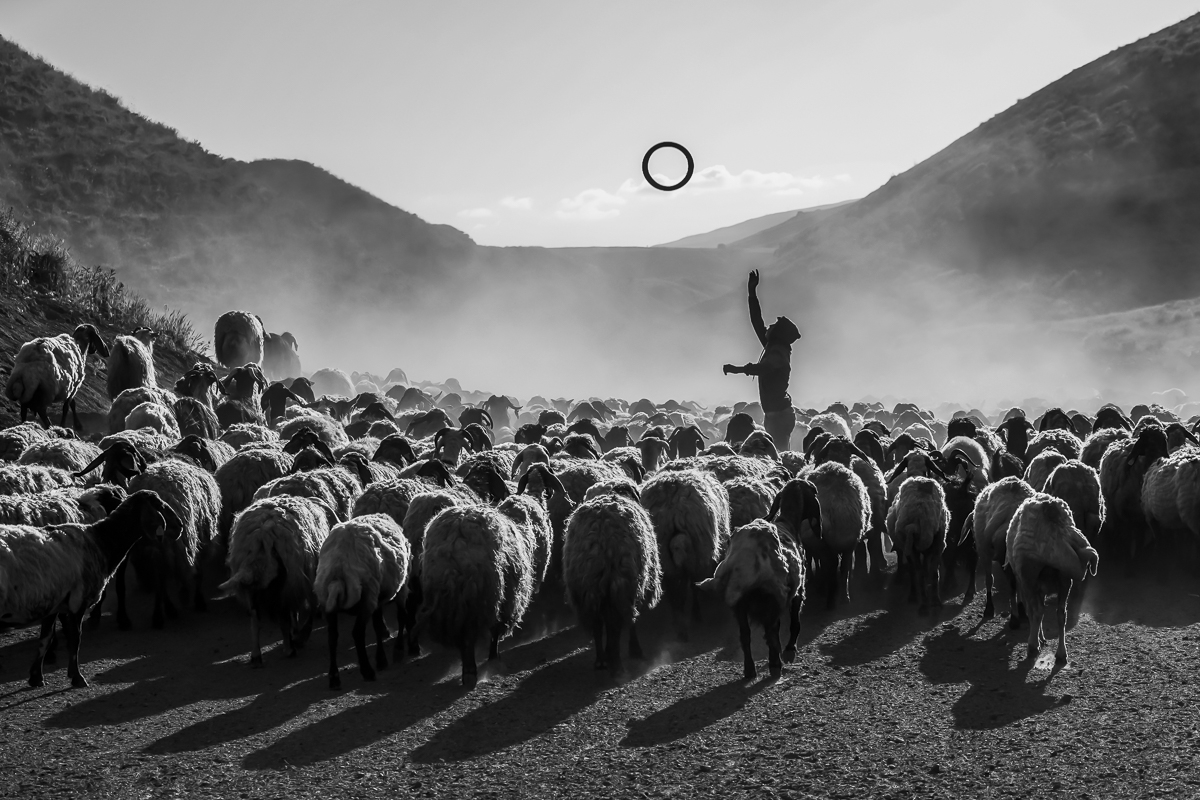 Flock of Sheep