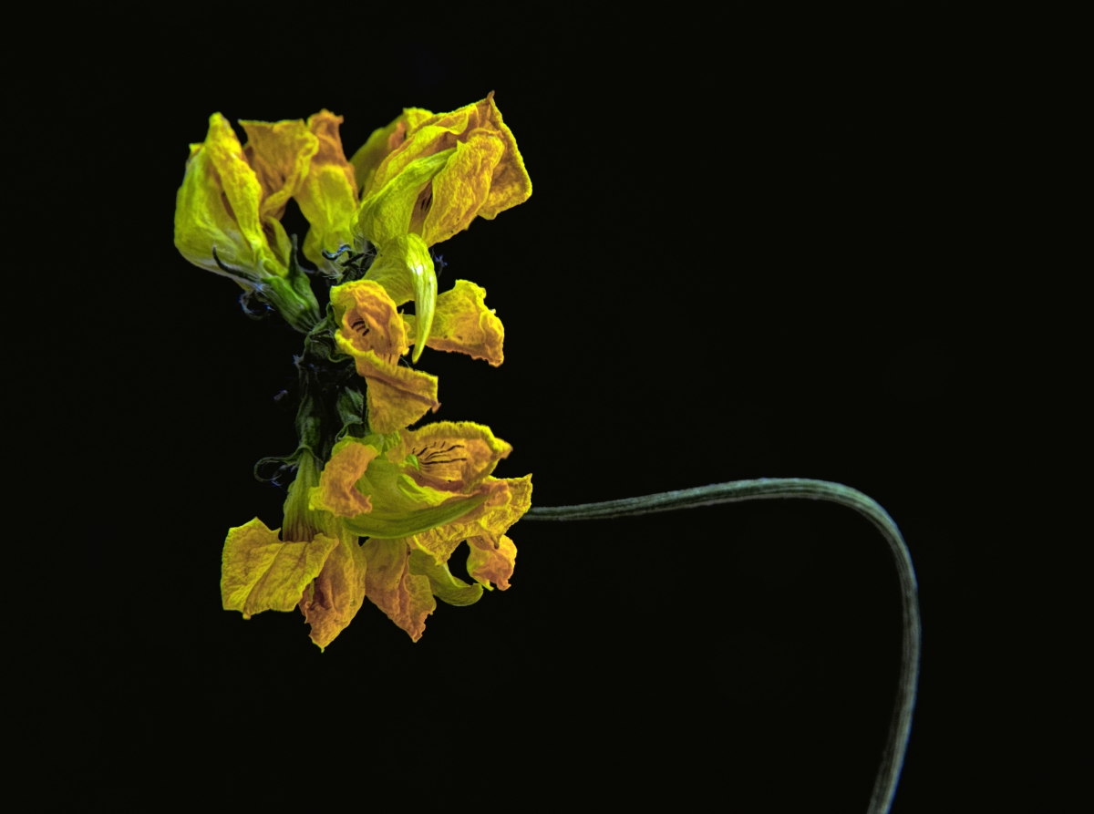 The soul of a flower