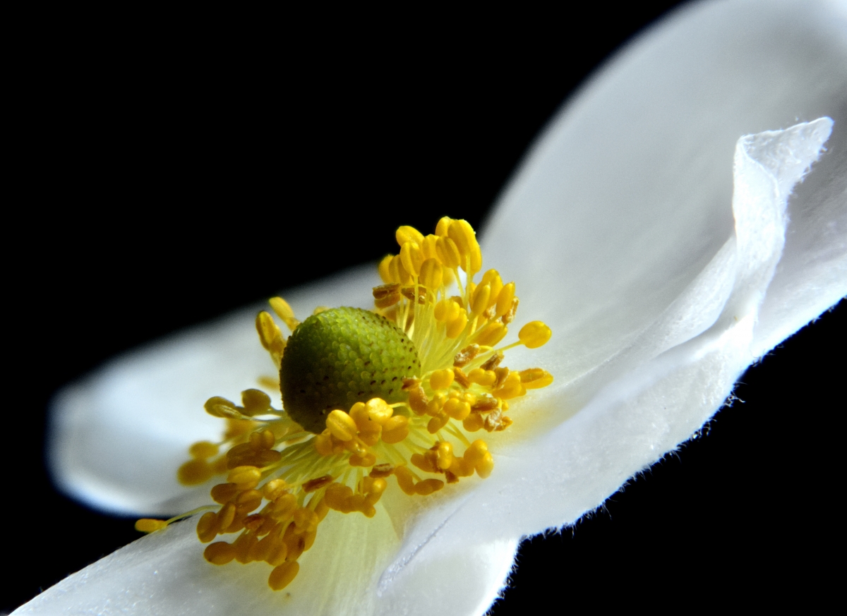 The soul of a flower