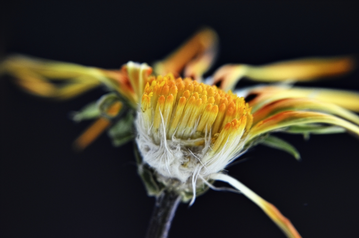 The soul of a flower