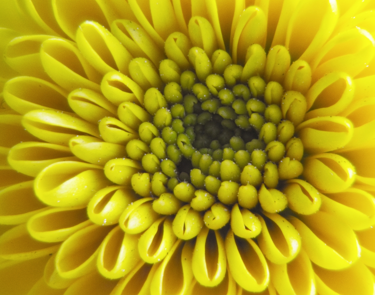 The soul of a flower