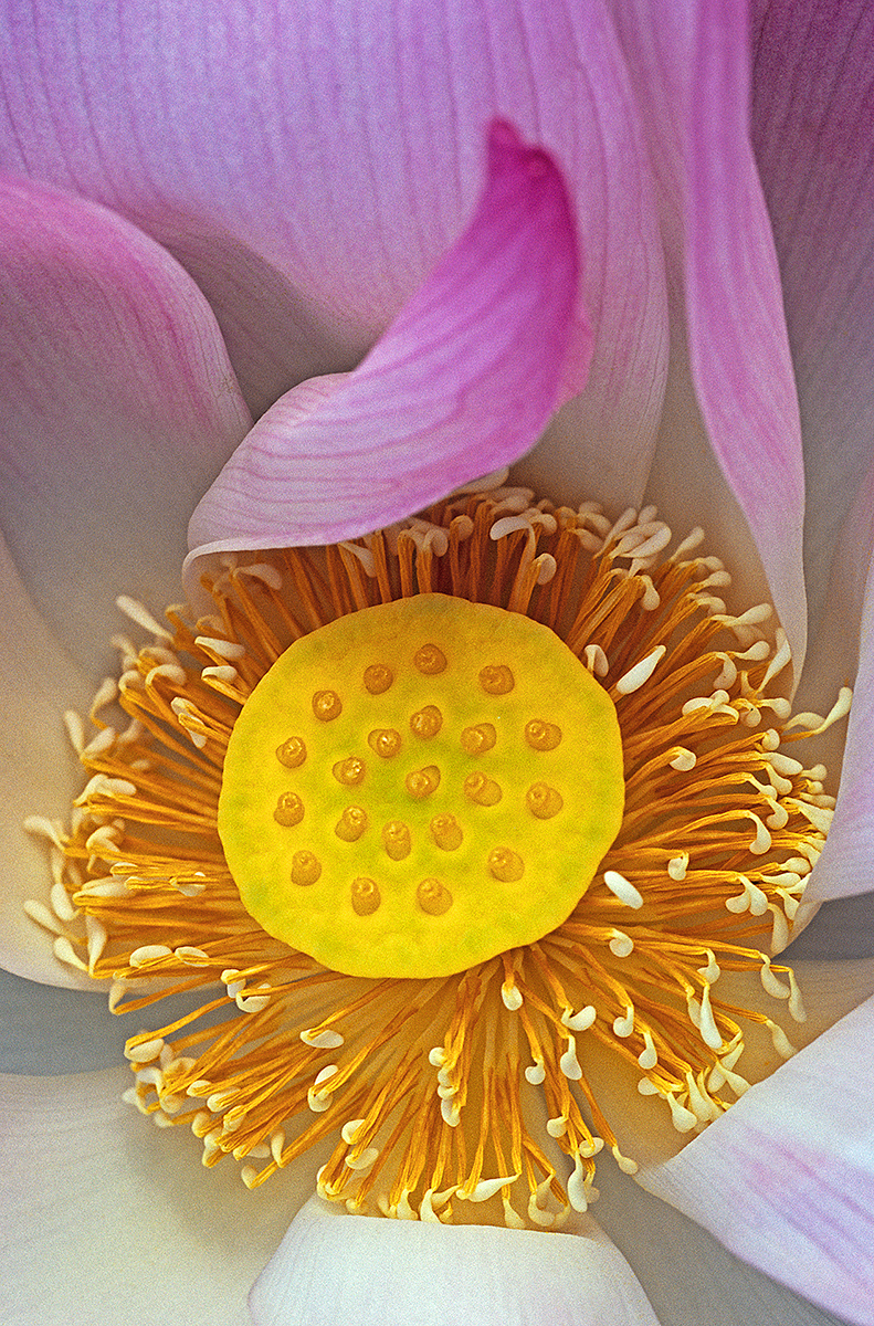 Lotus Core 