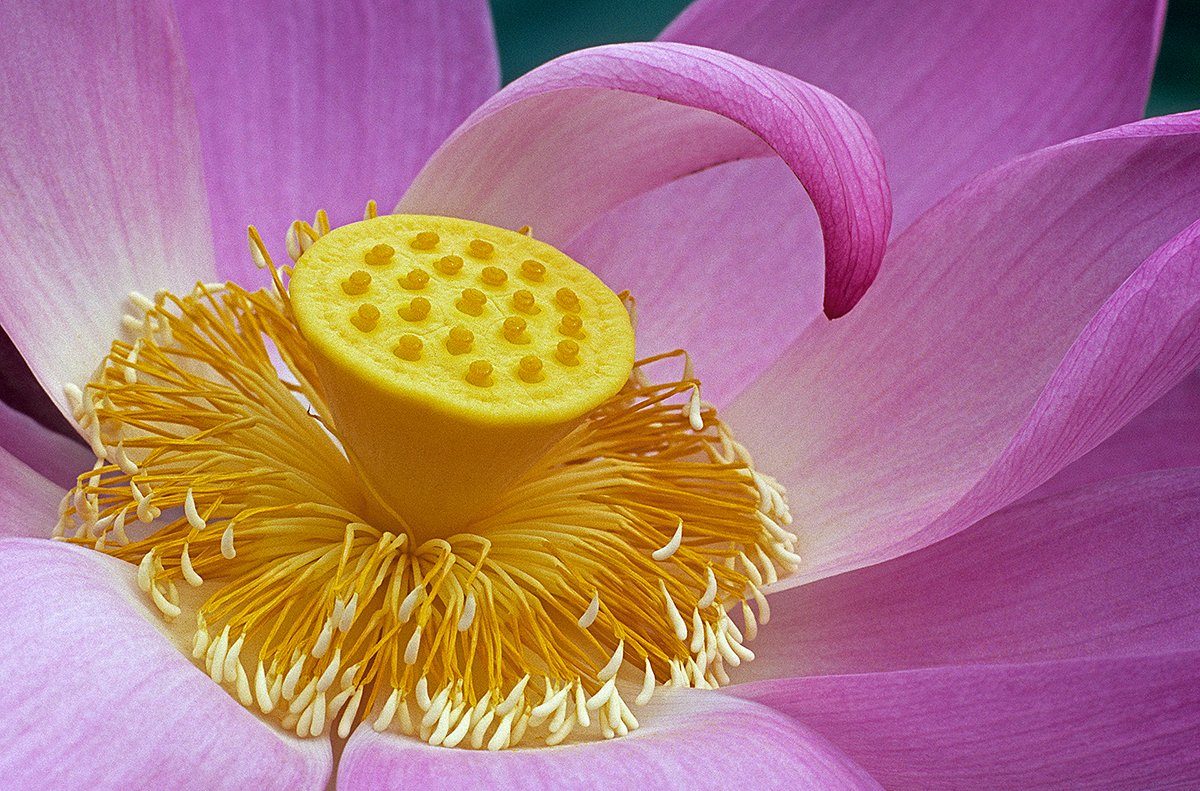Lotus Core 