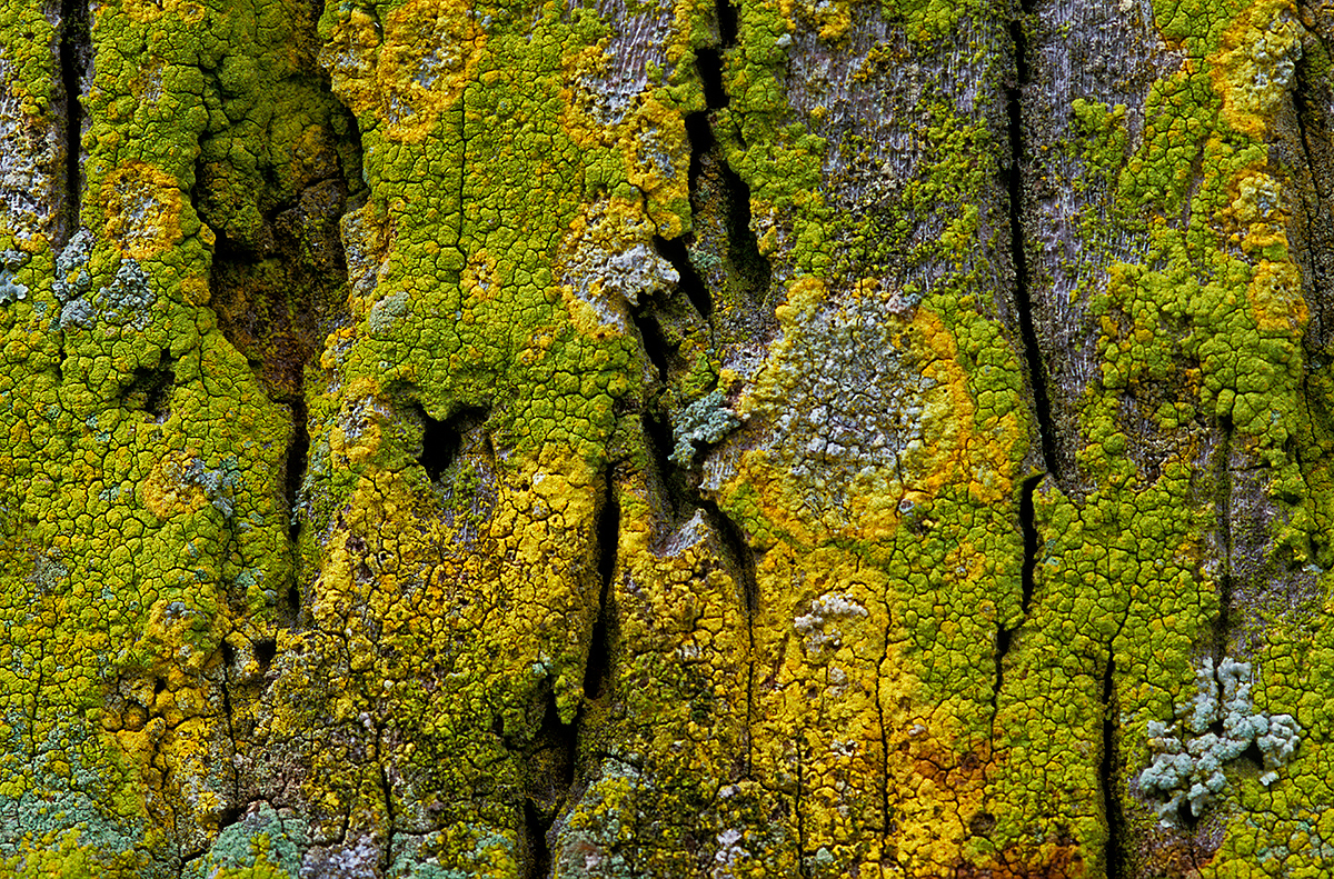 Lichens on Palm Trees