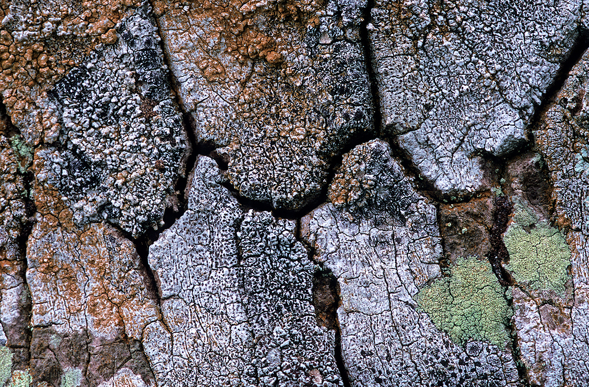 Lichens on Palm Trees