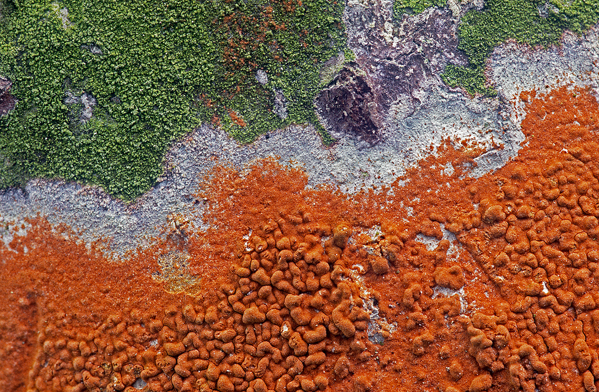 Lichens on Palm Trees