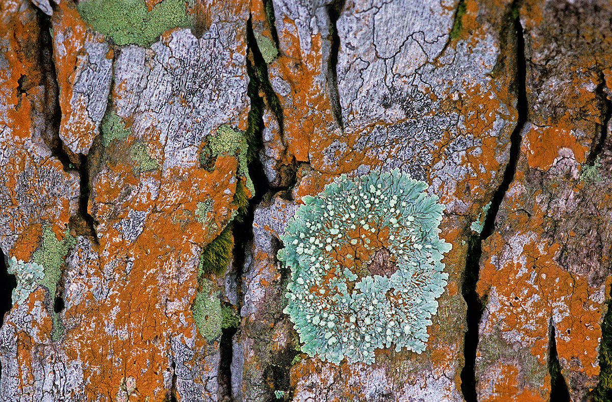 Lichens on Palm Trees