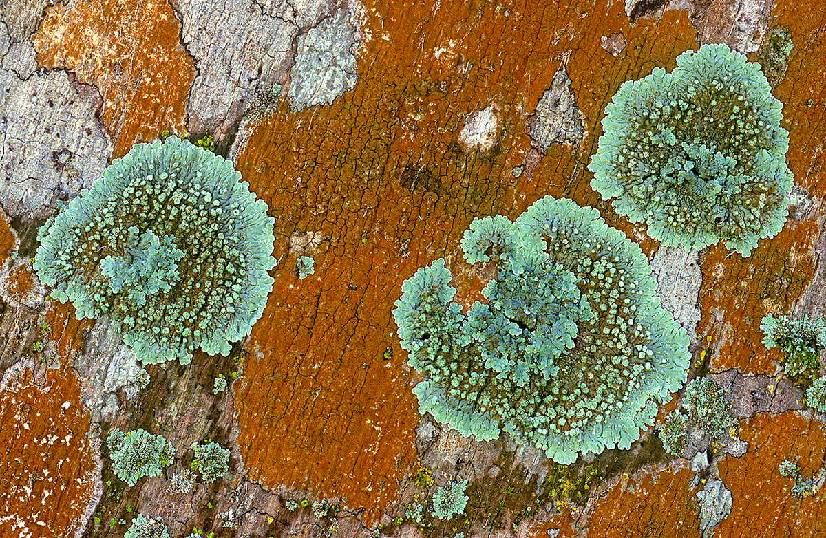 Lichens on Palm Trees