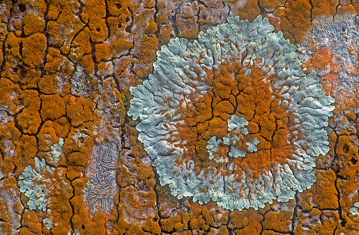 Lichens on Palm Trees