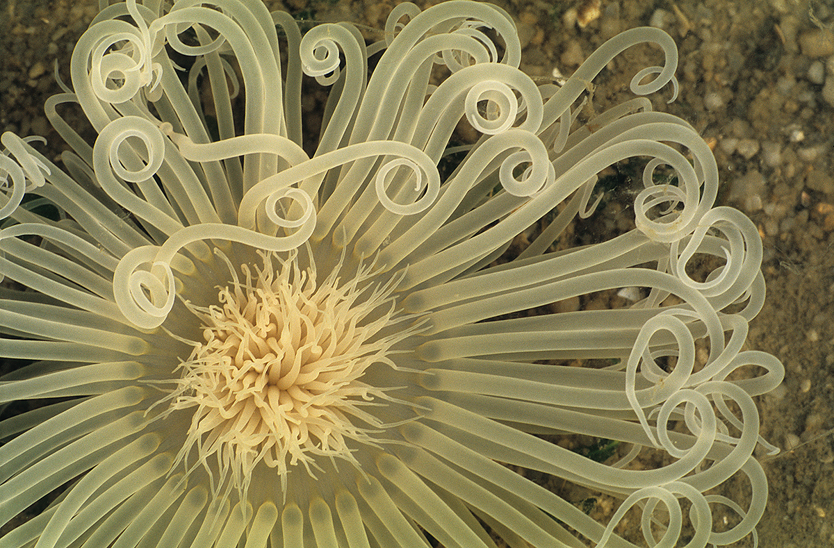 Peacock Anemones During Low Tide