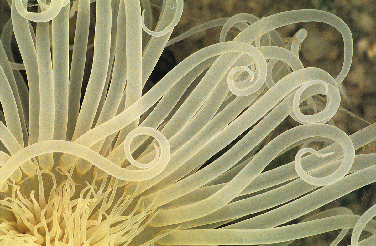 Peacock Anemones During Low Tide