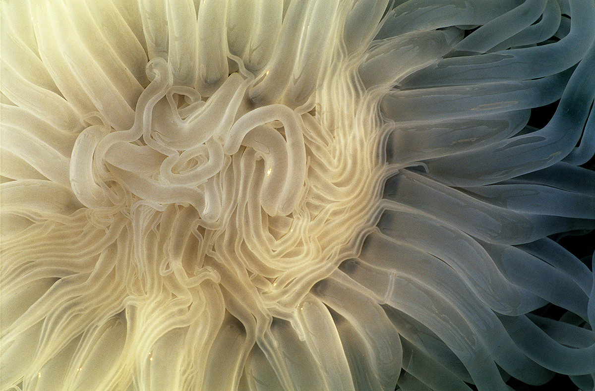 Peacock Anemones During Low Tide
