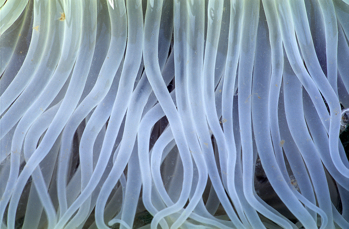 Peacock Anemones During Low Tide