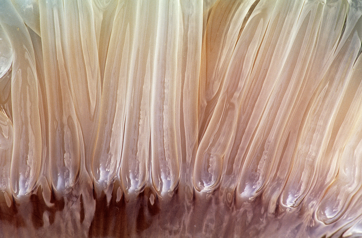 Peacock Anemones During Low Tide