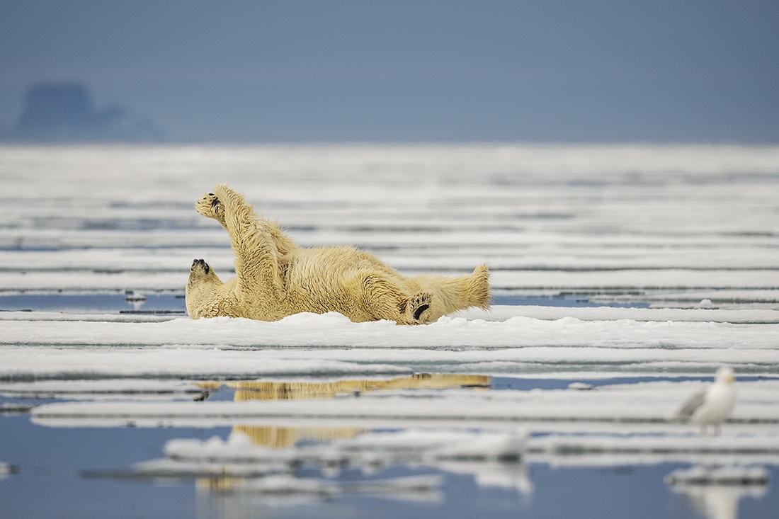 Polar Bear Playing