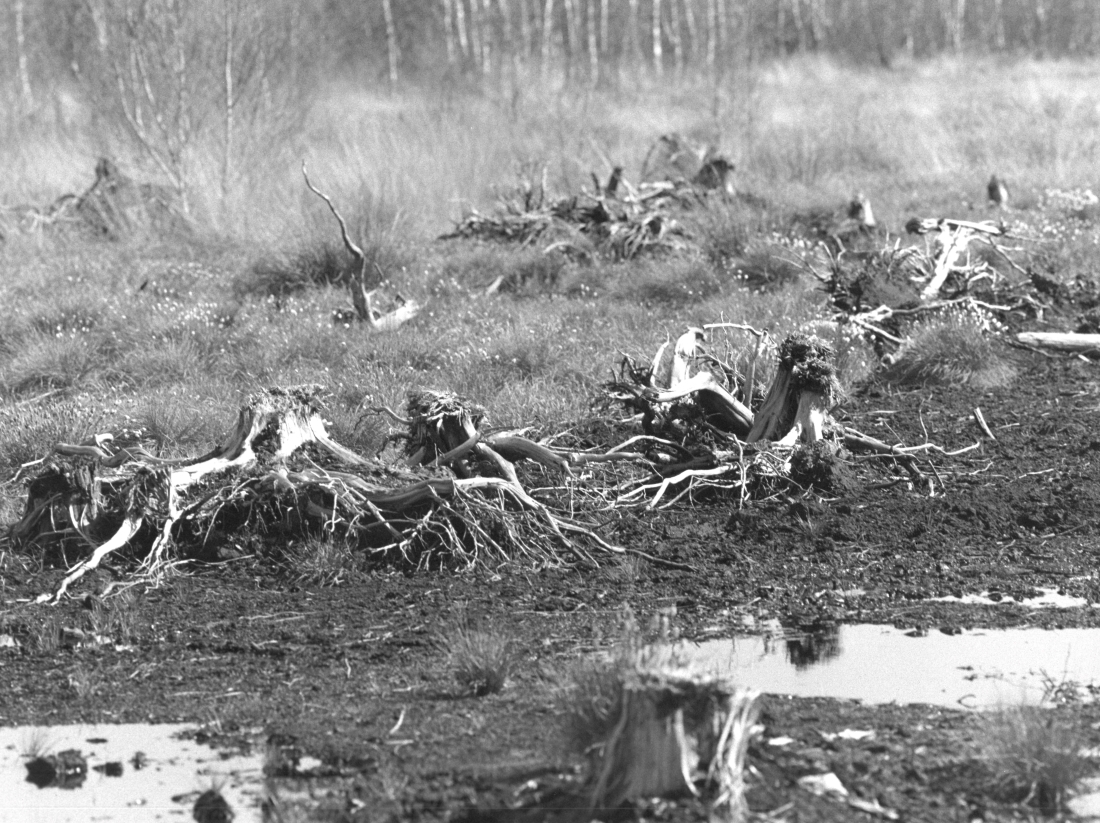 Death of peatland