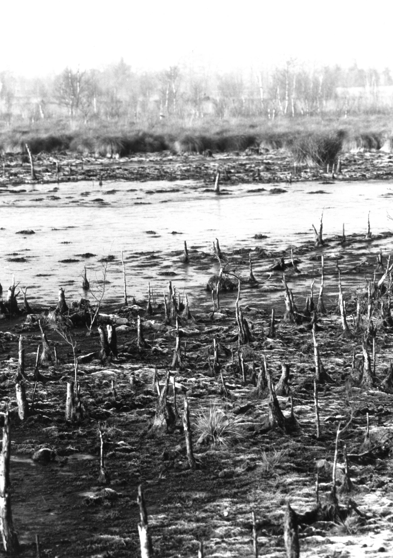 Death of peatland